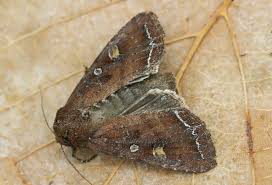 Attēlu rezultāti vaicājumam “Lacanobia oleracea”