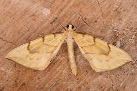 Attēlu rezultāti vaicājumam “Eulithis pyraliata”