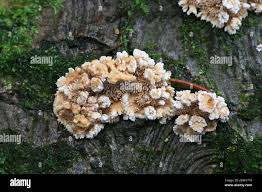 Attēlu rezultāti vaicājumam “Steccherinum ochraceum”