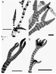 Attēlu rezultāti vaicājumam “Ceramium sp.”