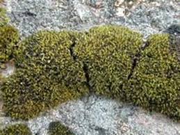 Attēlu rezultāti vaicājumam “Grimmia muehlenbeckii”