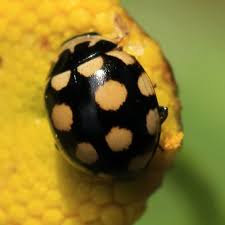 Attēlu rezultāti vaicājumam “Coccinula quatuordecimpustulata”