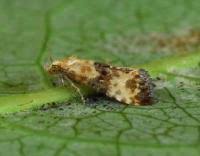 Attēlu rezultāti vaicājumam “Eupoecilia angustana”