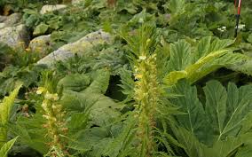 Attēlu rezultāti vaicājumam “Pedicularis sceptrum-carolinum leaf”
