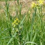 Attēlu rezultāti vaicājumam “Jacobaea paludosa flower”