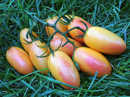Afbeeldingsresultaat voor blushing yellow tomato