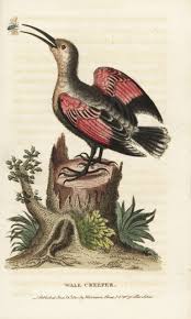 Image result for Tichodroma muraria