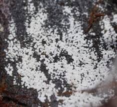 Attēlu rezultāti vaicājumam “Henningsomyces candidus”