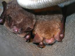 Attēlu rezultāti vaicājumam “Myotis daubentonii”