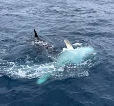 Image result for Orcinus orca