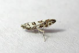 Attēlu rezultāti vaicājumam “Phyllonorycter platanoidella”