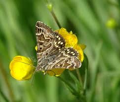Attēlu rezultāti vaicājumam “Callistege mi”
