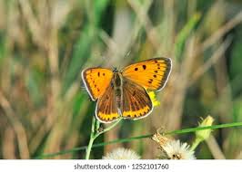 Attēlu rezultāti vaicājumam “Lycaena hippothoe female”
