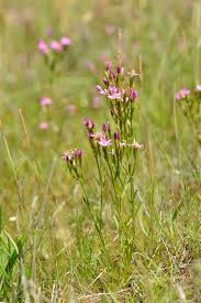 Attēlu rezultāti vaicājumam “Centaurium littorale flower”