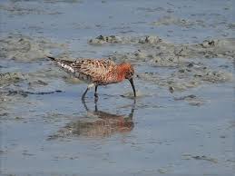 Attēlu rezultāti vaicājumam “Calidris ferruginea adult”