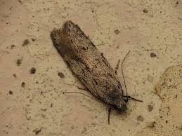 Attēlu rezultāti vaicājumam “Carpatolechia proximella”