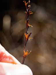 Attēlu rezultāti vaicājumam “Triglochin palustre”