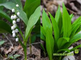 Image result for Bärlauch