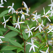 Attēlu rezultāti vaicājumam “Gillenia trifoliata flower”