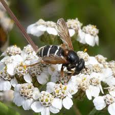 Attēlu rezultāti vaicājumam “Sericomyia lappona”