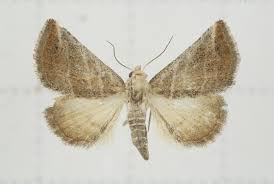 Attēlu rezultāti vaicājumam “Eilema lutarella imago”