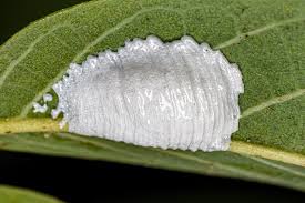 Attēlu rezultāti vaicājumam “Pentatomidae eggs”