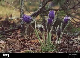 Attēlu rezultāti vaicājumam “Pulsatilla patens flower”