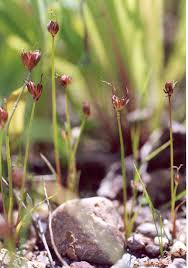 Attēlu rezultāti vaicājumam “Juncus bulbosus”