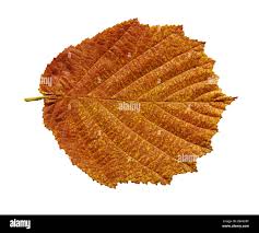 Attēlu rezultāti vaicājumam “Alnus glutinosa leaf”