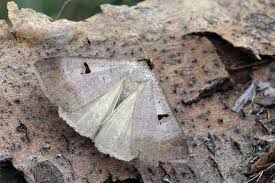 Attēlu rezultāti vaicājumam “Lygephila pastinum”