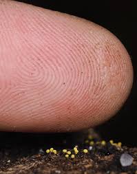 Attēlu rezultāti vaicājumam “Physarum viride macro”