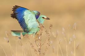 Attēlu rezultāti vaicājumam “Coracias garrulus adult”