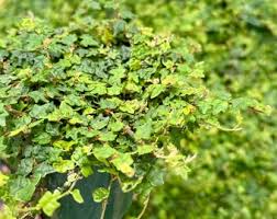 Attēlu rezultāti vaicājumam “Fissidens bryoides”