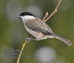 Attēlu rezultāti vaicājumam “Poecile palustris adult”