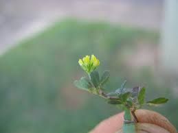 Attēlu rezultāti vaicājumam “Trifolium dubium bud”