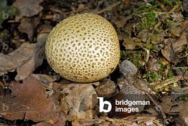 Attēlu rezultāti vaicājumam “Scleroderma citrinum”