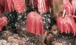 Attēlu rezultāti vaicājumam “Stemonitis axifera stalked”