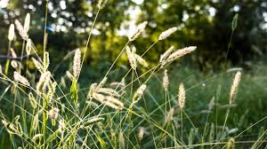 Attēlu rezultāti vaicājumam “Anthoxanthum odoratum”