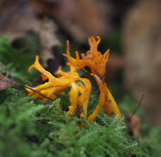 Attēlu rezultāti vaicājumam “Calocera viscosa”