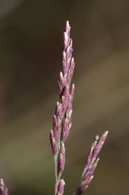 Attēlu rezultāti vaicājumam “Puccinellia distans”