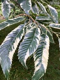 Attēlu rezultāti vaicājumam “Castanea sativa  leaf”