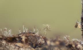 Attēlu rezultāti vaicājumam “Lamproderma pseudomaculatum”