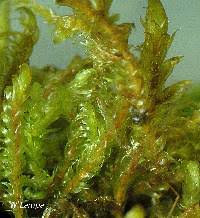 Attēlu rezultāti vaicājumam “Calliergonella lindbergii”