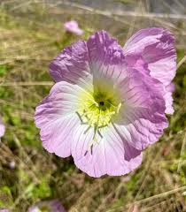 Attēlu rezultāti vaicājumam “Onagraceae”