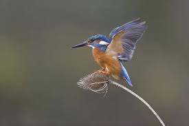 Attēlu rezultāti vaicājumam “Alcedo atthis adult”