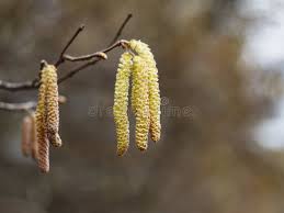 Attēlu rezultāti vaicājumam “Betula pendula flower”