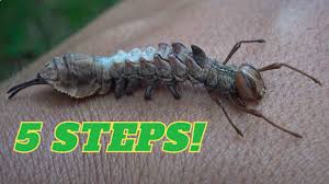 Attēlu rezultāti vaicājumam “Stauropus fagi larva”