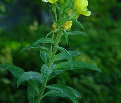Attēlu rezultāti vaicājumam “Oenothera biennis leaf”