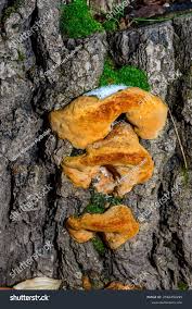 Attēlu rezultāti vaicājumam “Phellinus robustus”