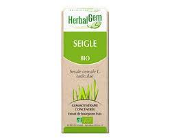 Image result for Secale cereale